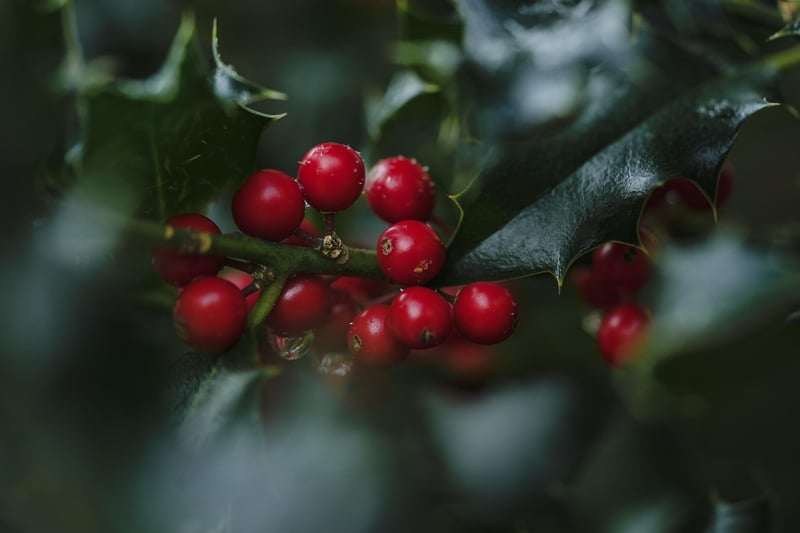 Fantastical Berries