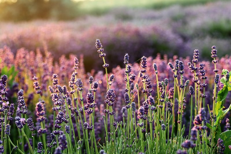 Provence Garden